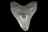 Large, Fossil Megalodon Tooth - South Carolina #74059-1